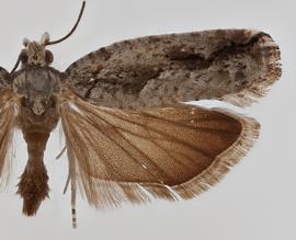  Female. © Loren Jones. Image used with permission.
